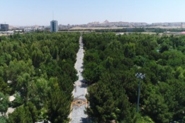 عکس‌های جنگل