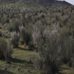 مساحت اراضی جنگلی و بیشه زار**23103**هکتار