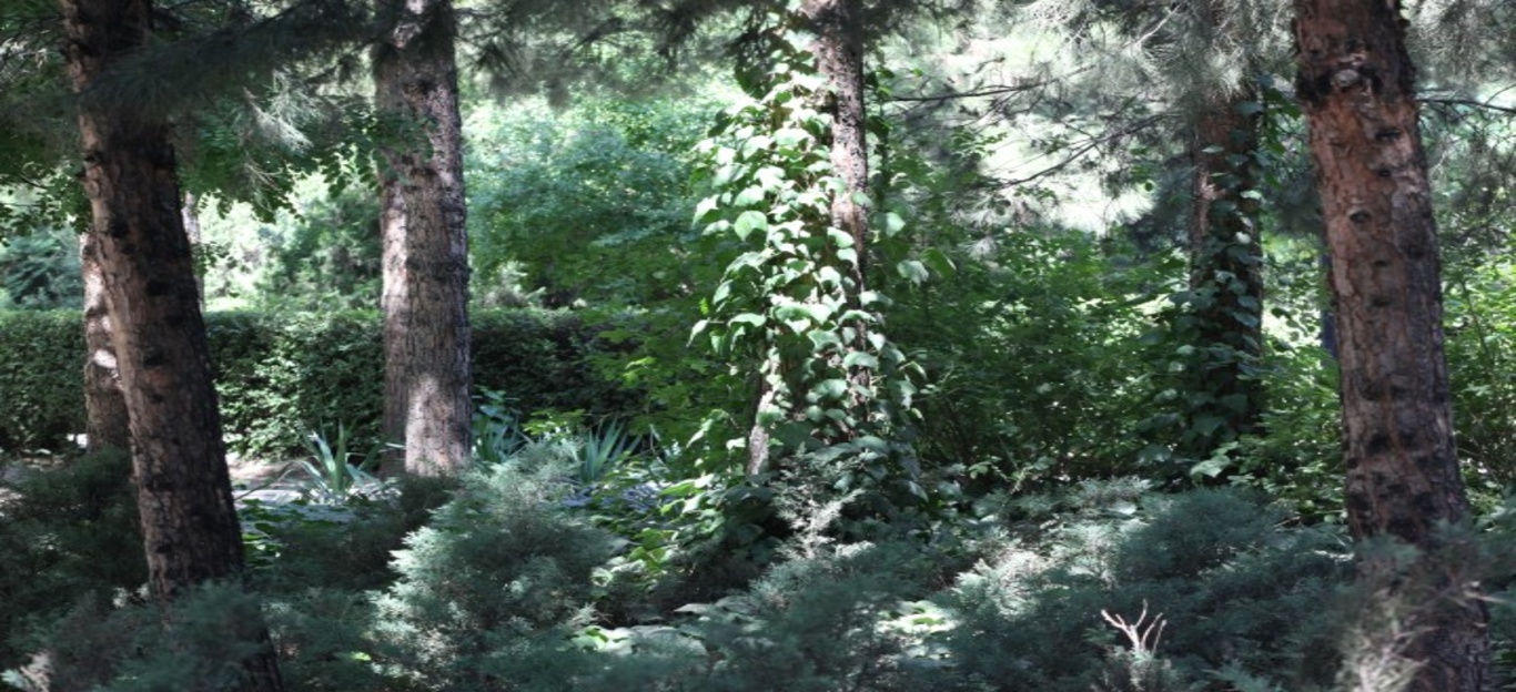 عکس‌های جنگل