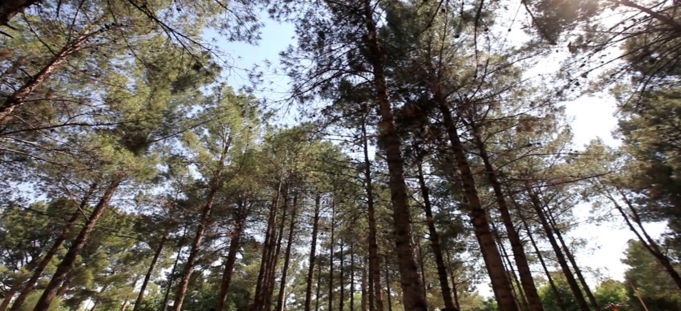 عکس‌های جنگل