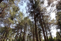 عکس‌های جنگل