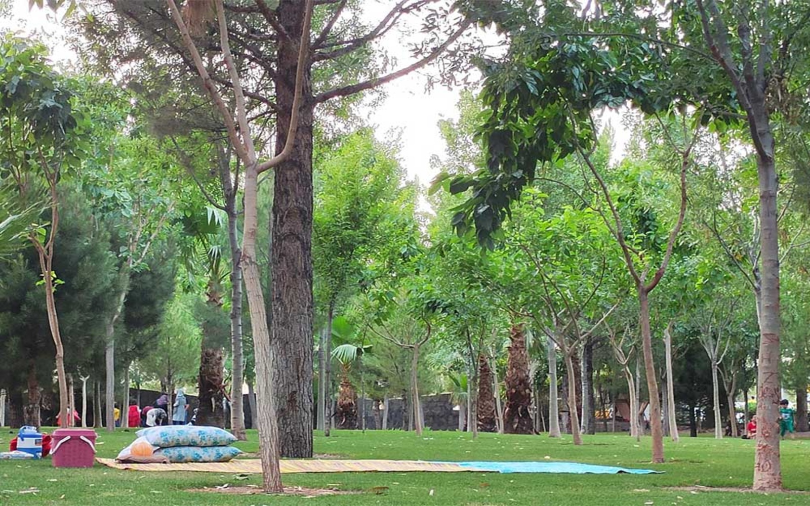 پارک جنگلی علوی