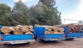 بیش از 6 تن چوب قاچاق 