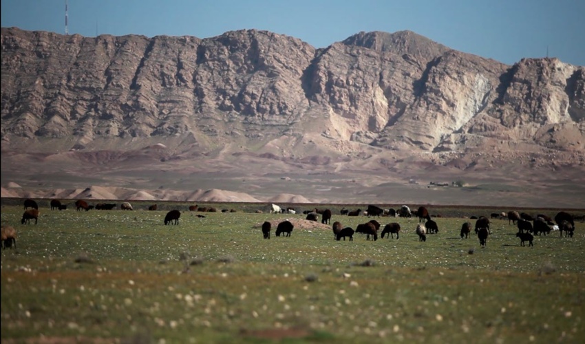 هفت برابر بیش از ظرفیت مجاز از مراتع کشور بهره‌برداری می‌شود