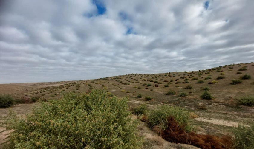 آغاز نهالکاری دراستان قم با نام شهیدحاج قاسم سلیمانی/ قم از پرکارترین استان‌ها در حوزه ی جنگل کاری و نهالکاری است