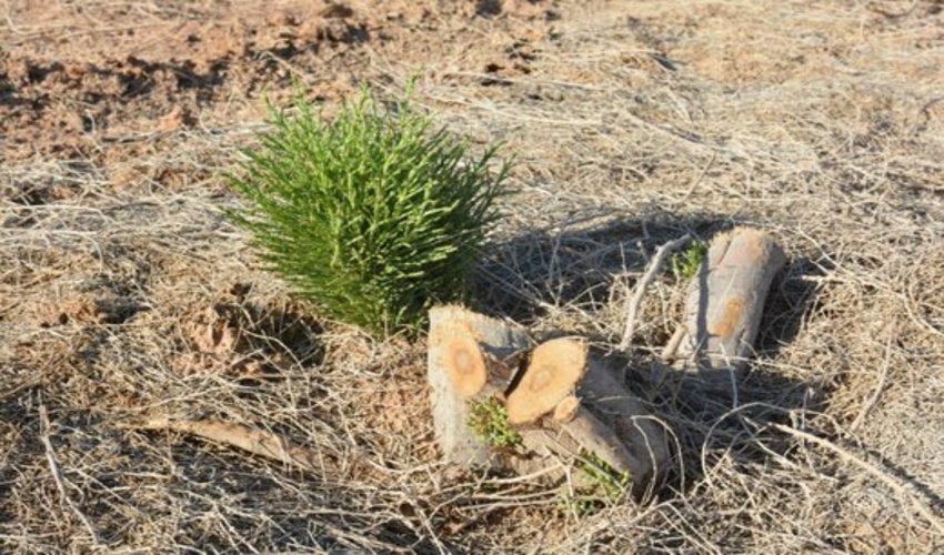 جنگلبانان نمونه در قم تجلیل شدند