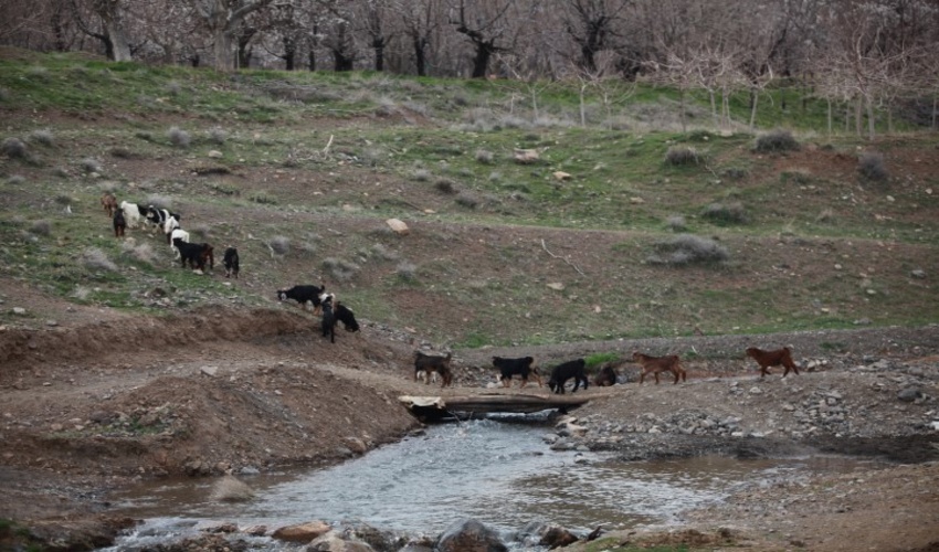 بهره برداران مراتع استان قم نسبت به تمدید پروانه چرای دام اقدام کنند