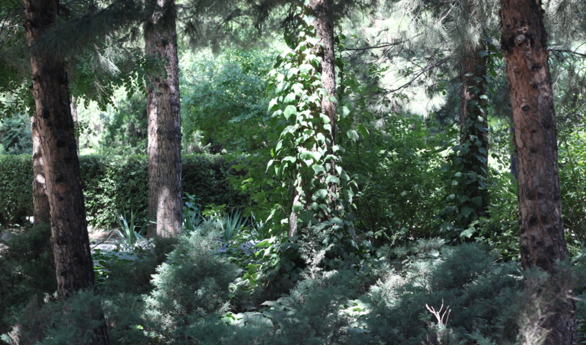 در آستانه ی روز طبیعت 