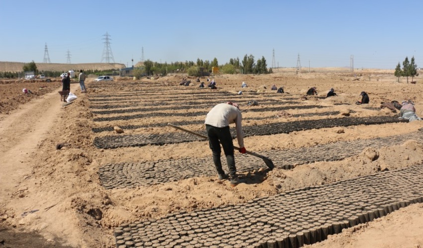 نهالستان ثامن برای تولید و کاشت هشت میلیون درخت در قم آغاز به کار کرد