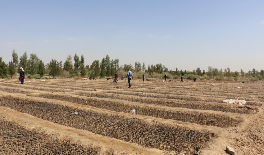 جذب یک میلیارد و 820 میلیون تومان مشارکت مردمی برای احداث نهالستان ثامن در قم