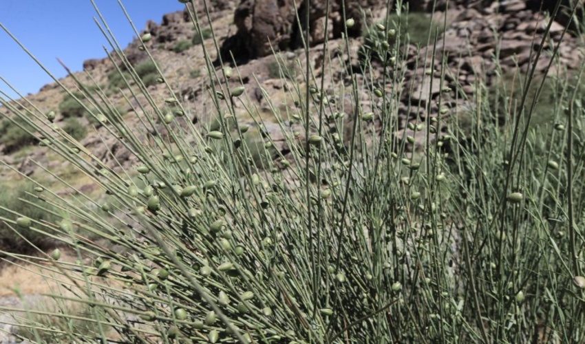 ذخیره گاه زواریان