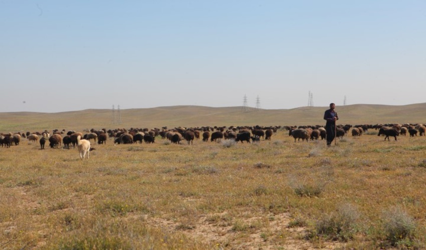 حفظ معیشت‌ جوامع عشایری مستلزم توجه ویژه به مراتع است