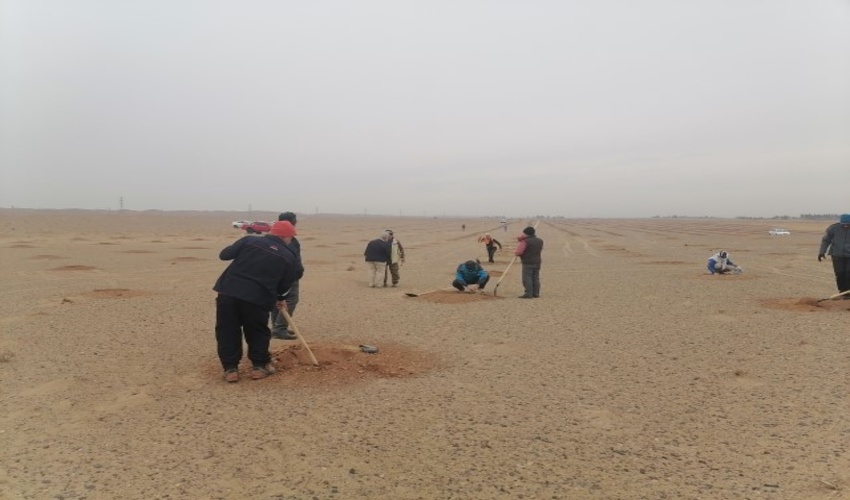 اجرای پویش نهال کاری 