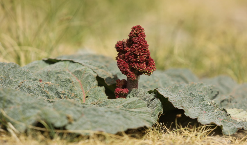 برداشت بدون مجوز از محصولات مرتعی و جنگلی قم تخلف است