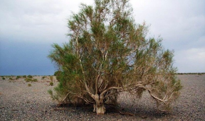 نمایندگان سازمان های مردم نهاد؛ ناظر بر طرح مردمی کاشت یک میلیارد درخت
