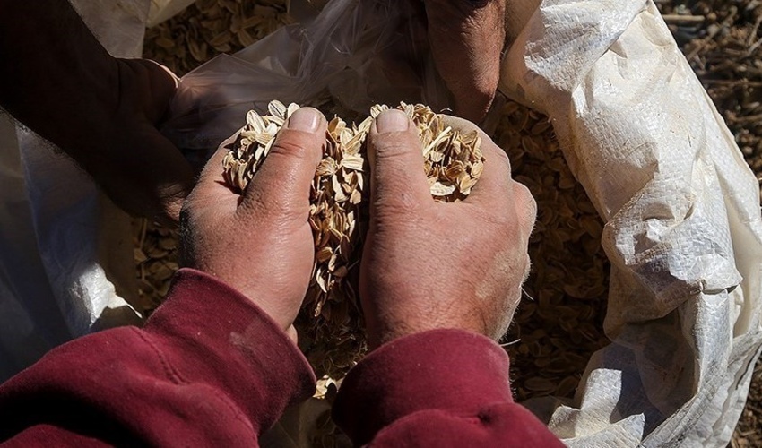 احیا و اصلاح مراتع به ۵۰۰ تن بذر در سال نیاز دارد / تصویب اعتبار ۲۰۰ میلیارد تومانی مراتع در بودجه امسال