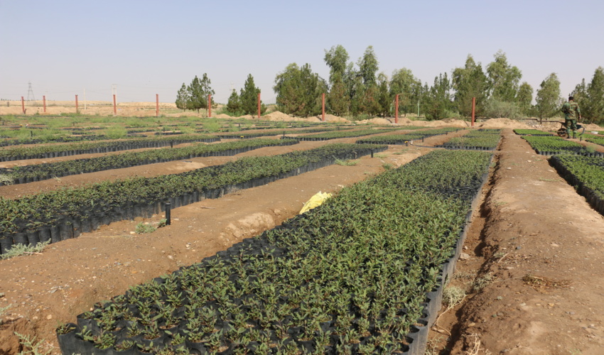 کمک 38 میلیاردی خیرین و مردم قم به طرح کاشت یک میلیارد درخت