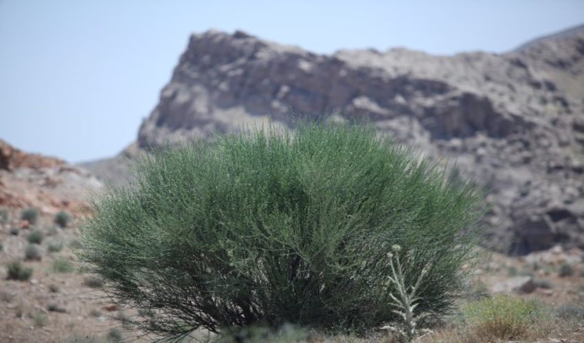 ذخیره گاه حصارسرخ