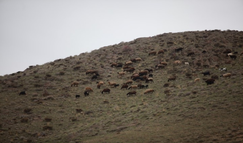 دام و مرتع؛ هم‌افزایی یا تضاد منافع؟